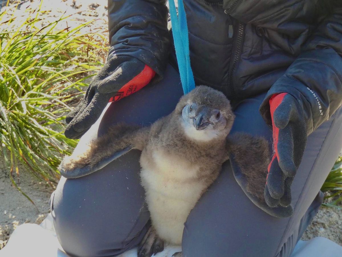 まだチップのついていない子🐧にチップを埋め込むところ（主に大人か、巣立ちが...