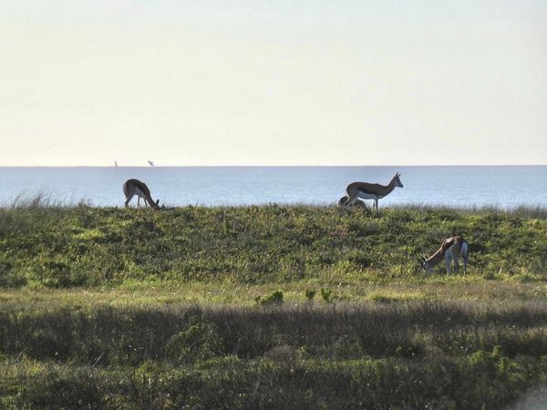 南アフリカ・ケープタウン「ペンギン調査に参加！」の写真：この日のチェックコンディションの後のタス...