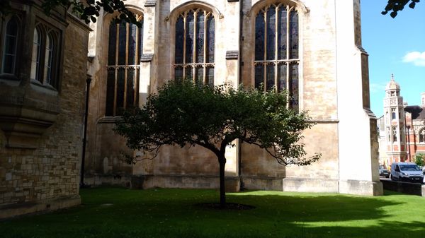 イギリス(英国)「Cambridge」の写真：ニュートンが万有引力について閃いたと言わ...