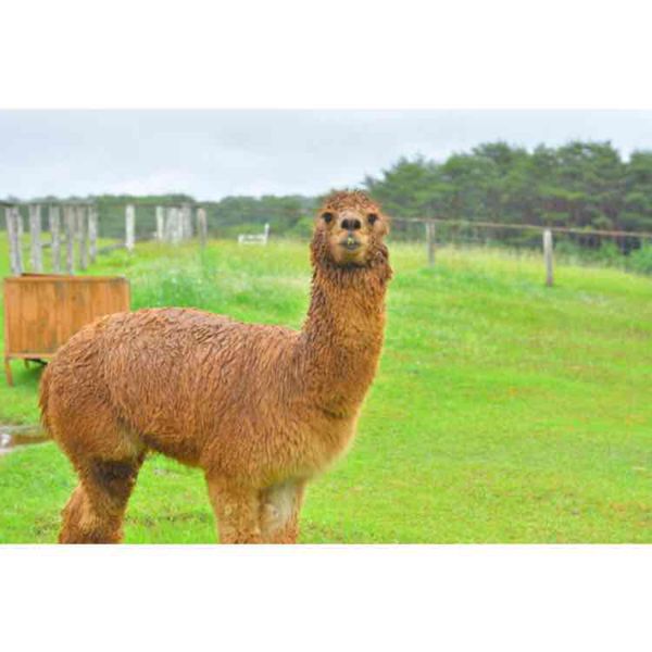 日本・那須塩原「那須塩原」の写真