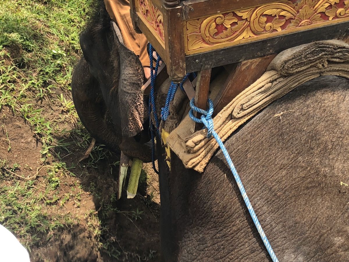 2/21
シーウォーカー初体験。綺麗な魚、可愛い魚と戯れてエサをあげたりと...