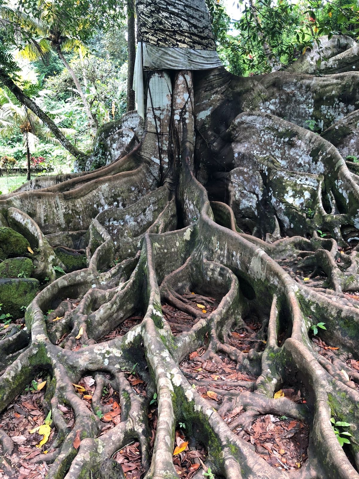 2/22
この日はウブドへ。
籠バックを作っているところやゴアガジャを巡り...