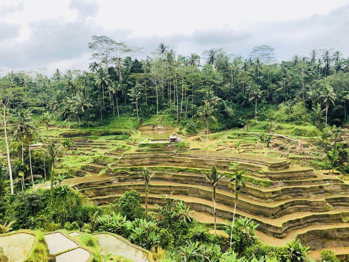2/22
この日はウブドへ。
籠バックを作っているところやゴアガジャを巡り...