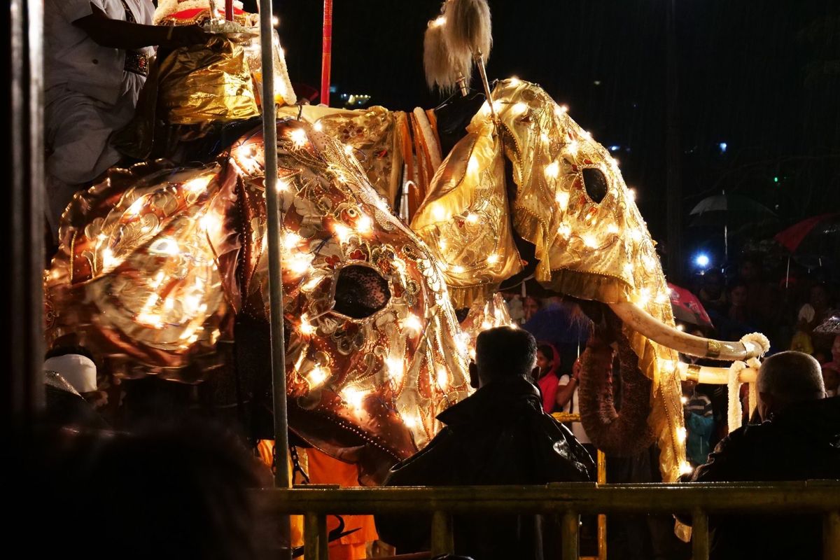 キャンディの町で８月なかばに開催されるペラヘラ祭り。
ゾウが音楽と共に行進...