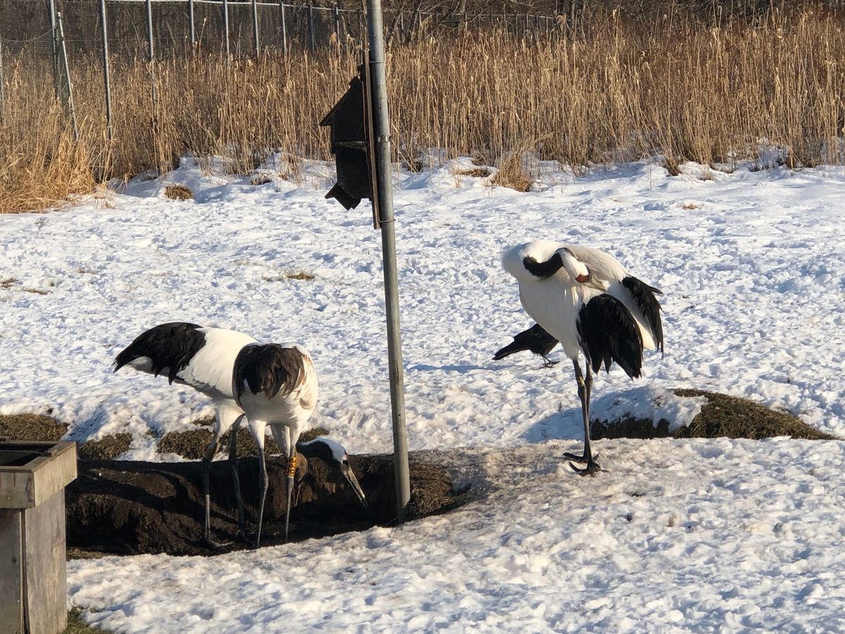 釧路食い倒れ旅♡
タンチョウ鶴は初めて見た！
そのあとはひたすら食べるオン...