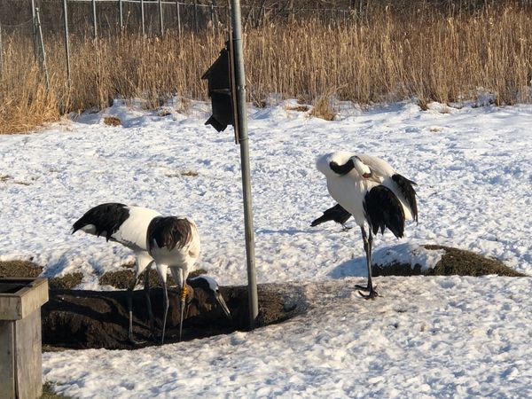 日本・釧路「北海道旅行」の写真：釧路食い倒れ旅♡
タンチョウ鶴は初めて見...