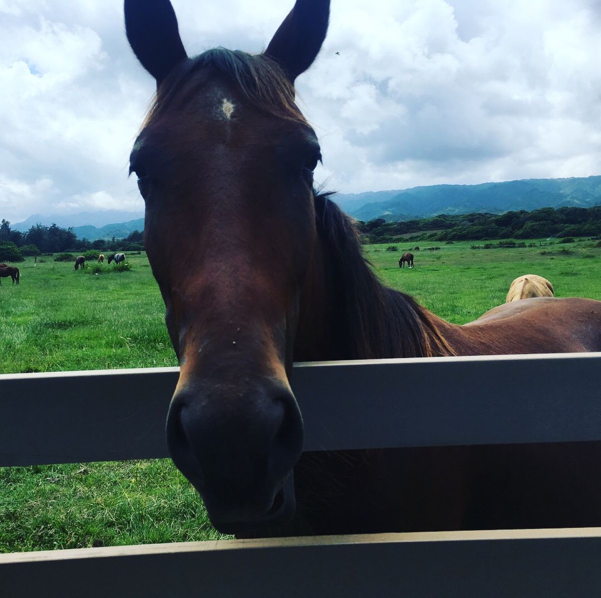 ノースショア方面ドライブ🚗💨💨
ジューシーなハンバーガー美味しすぎる🍔
に...