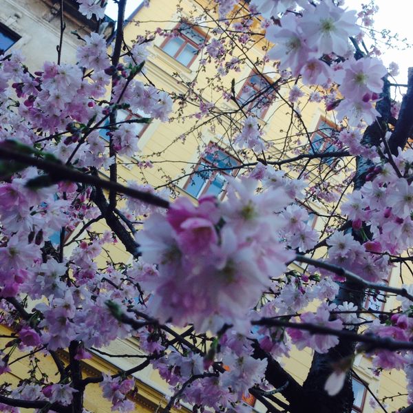 スロベニア・リュブリャーナ「リュブリャーナ(1)」の写真：暖かい日には桜が咲く🌸
