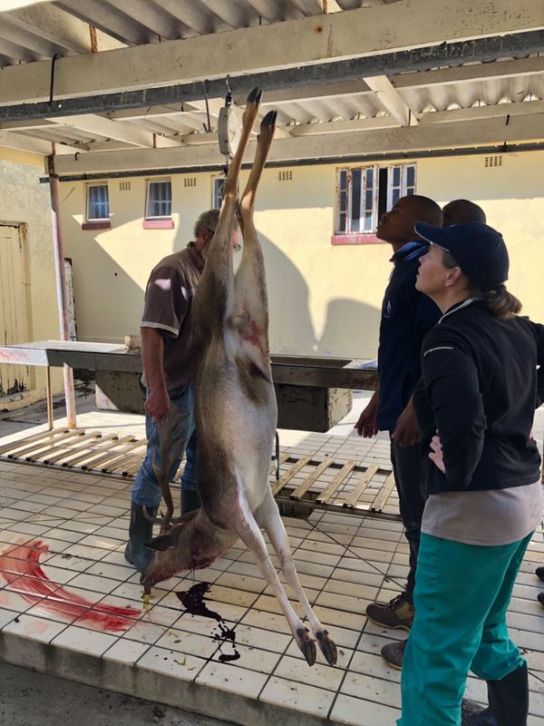 南アフリカ・ケープタウン「ペンギン調査に参加！」の写真：やっとの思いで鹿🦌を吊るし終わる

せっ...