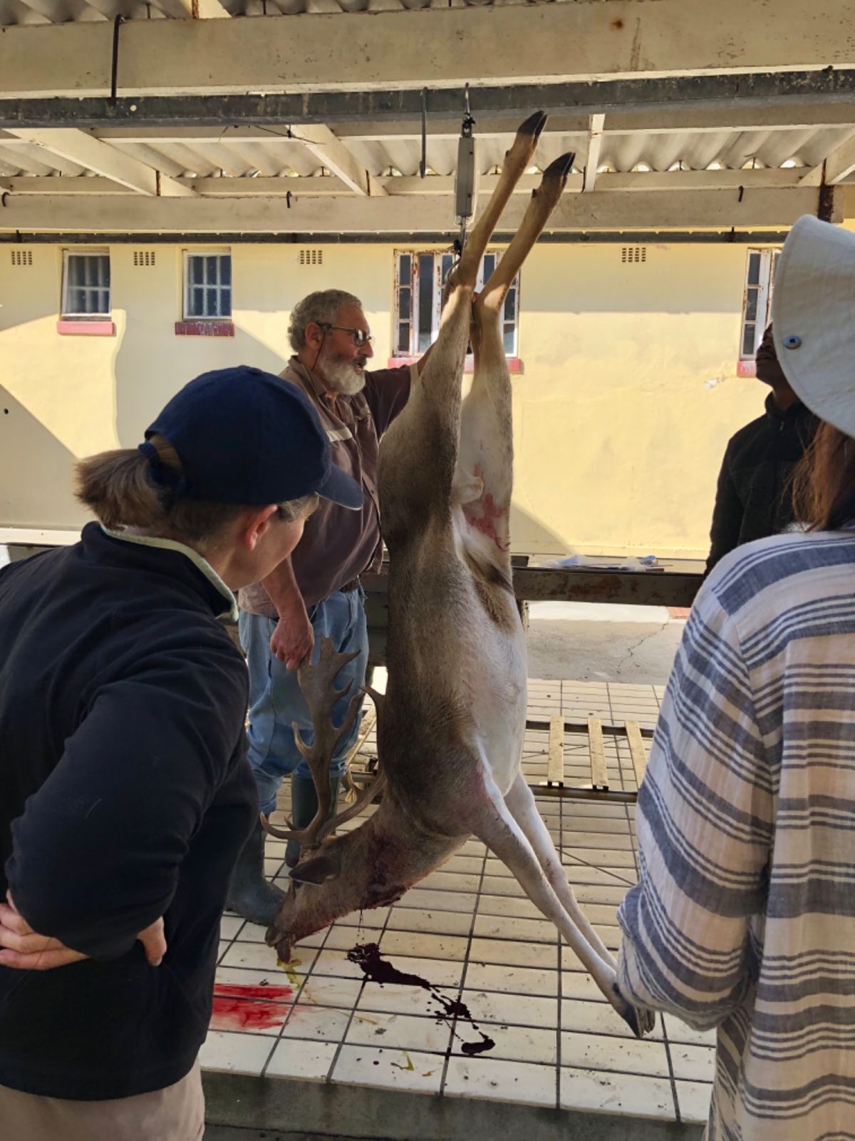 やっとの思いで鹿🦌を吊るし終わる

せっかくのロベン島の野生動物なのに
プ...