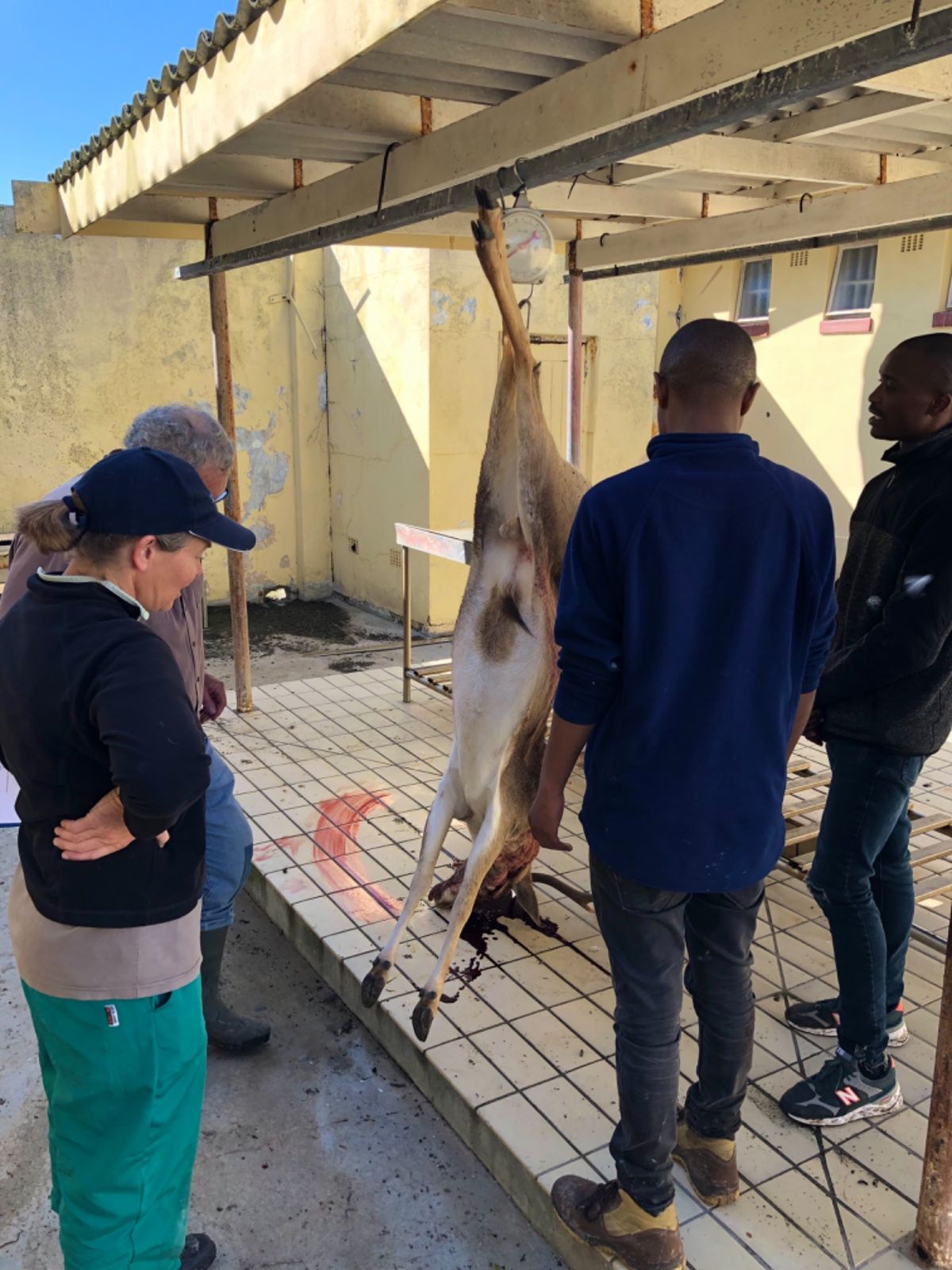 やっとの思いで鹿🦌を吊るし終わる

せっかくのロベン島の野生動物なのに
プ...