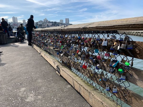 アメリカ(米国)・サンフランシスコ「サンフランシスコ巡り」の写真：Sea Lion の群れ。