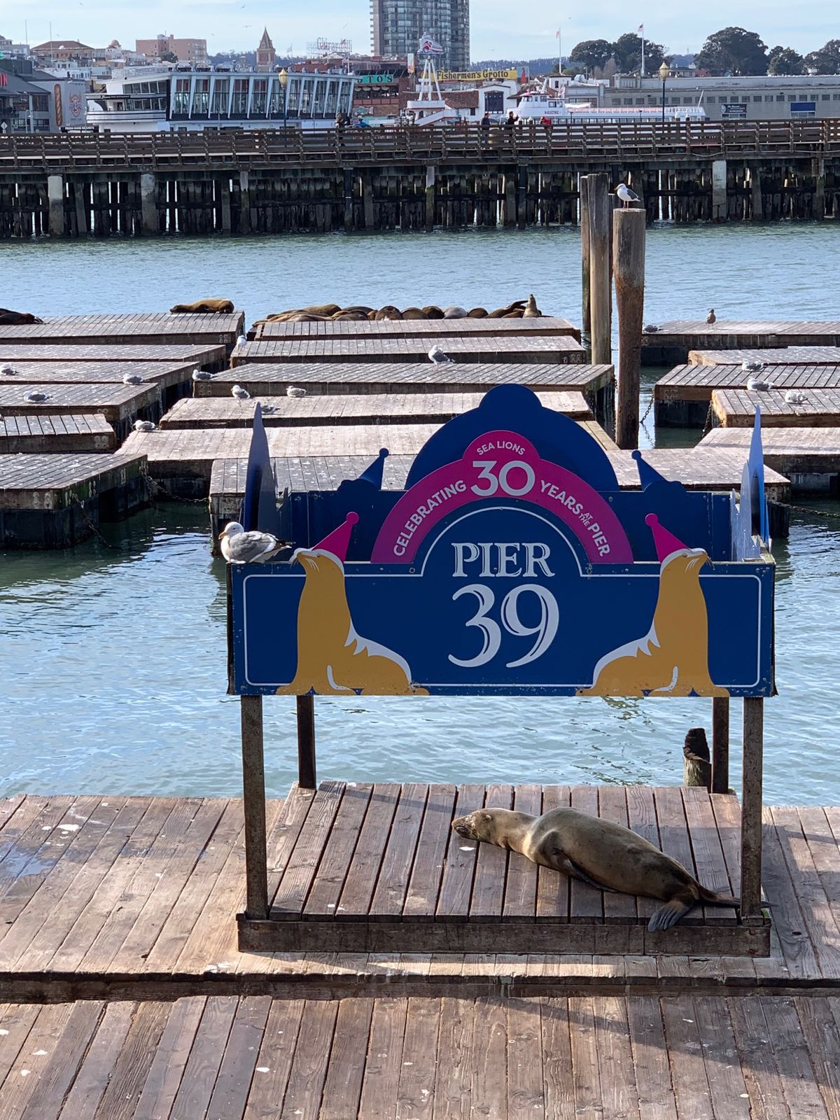 Sea Lion の群れ。