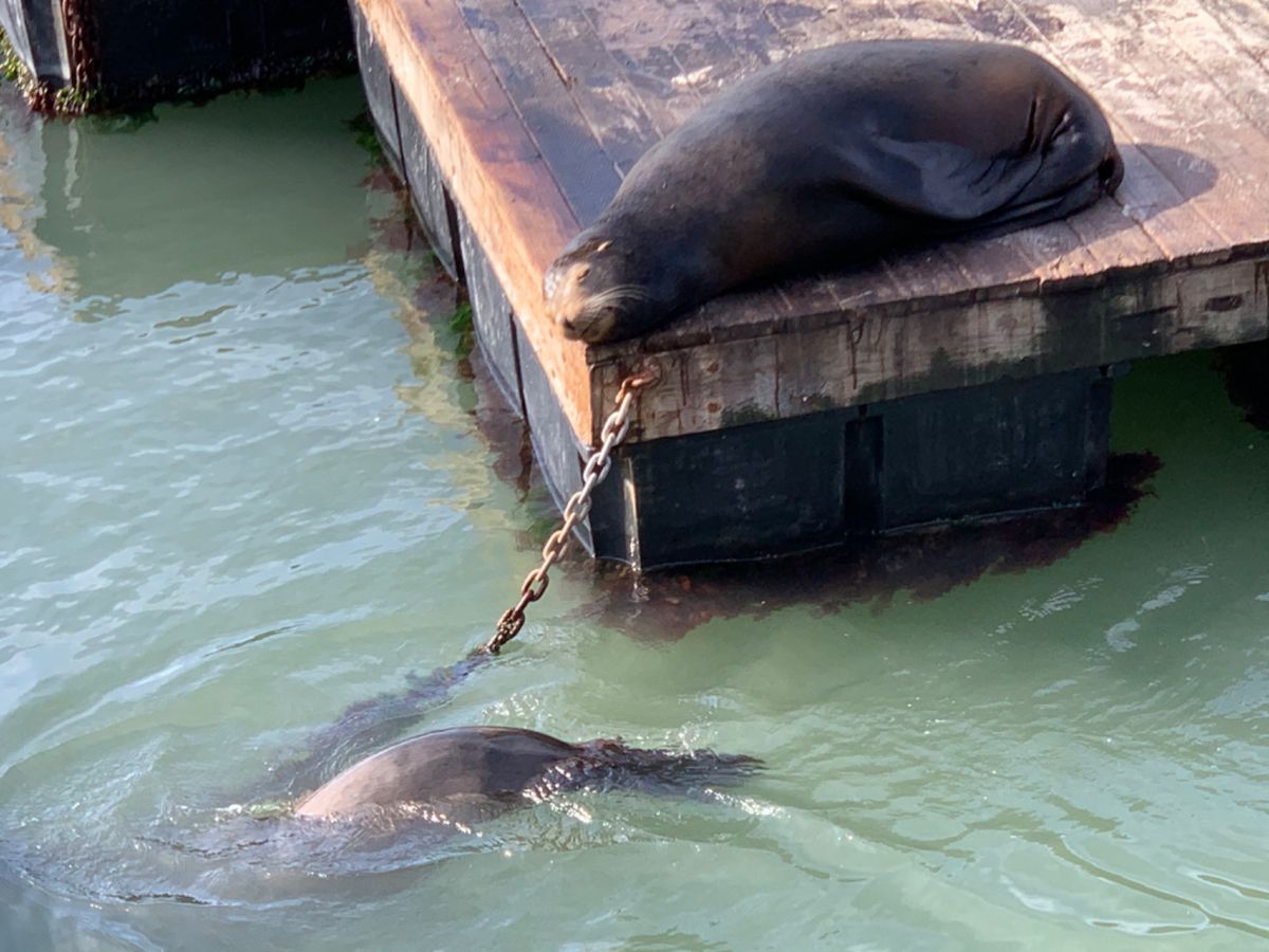 Sea Lion の群れ。