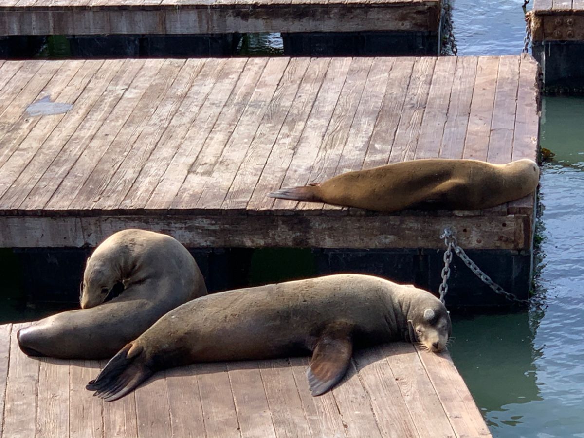 Sea Lion の群れ。