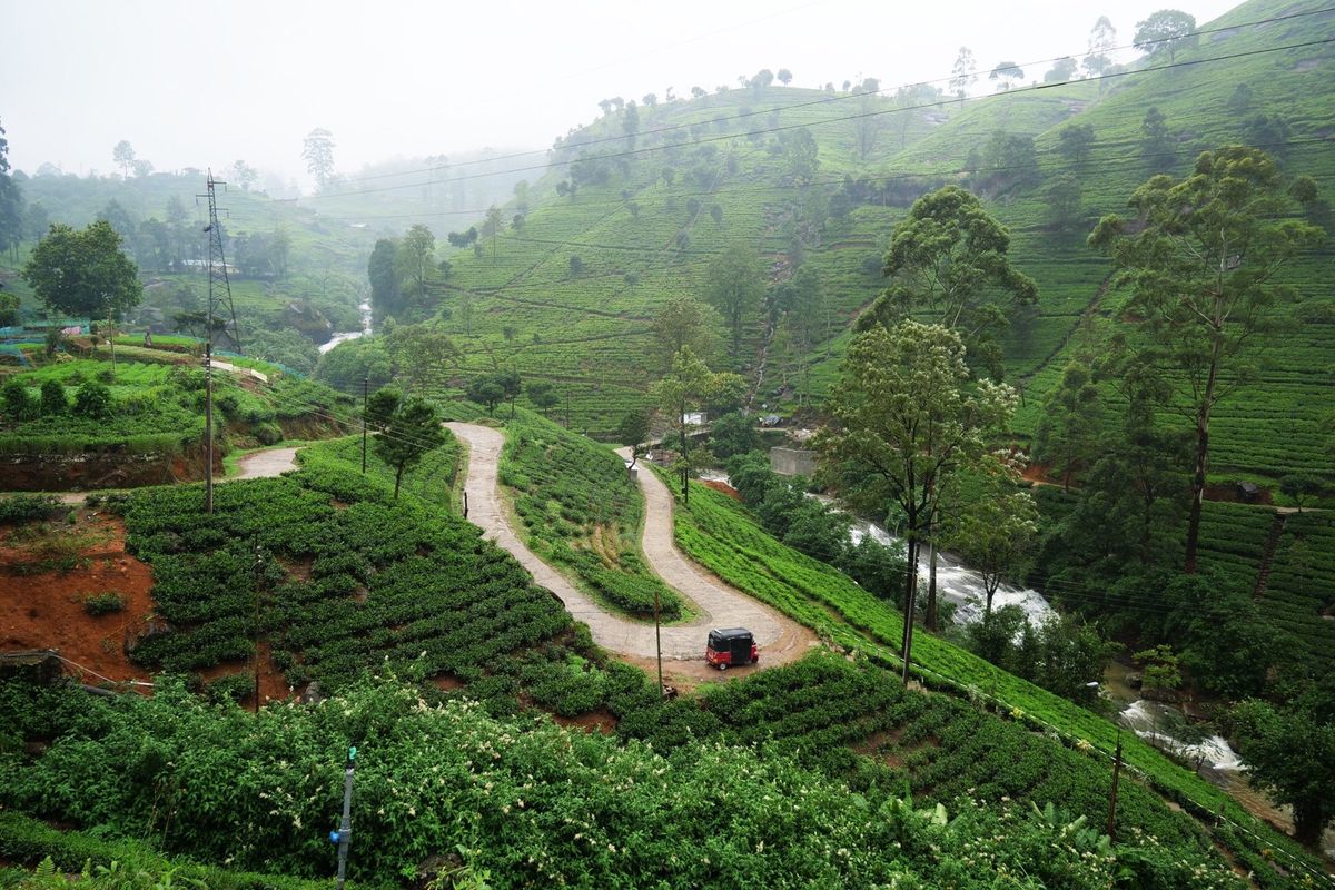 ヌワラエリヤではDAMON tea garden へ。
紅茶工場の見学は無...