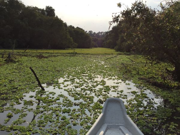 ベトナム「ベトナム」の写真：rừng tràm Trà Sư
@Ch...