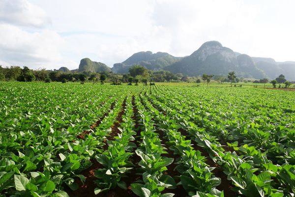 ジャマイカ・Kingston「カリブ旅」の写真：キューバ西部のビニャーレスでは、タバコ農...