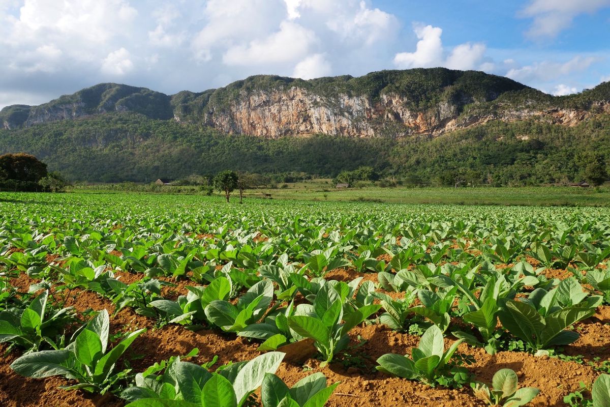 キューバ西部のビニャーレスでは、タバコ農園を見学！
田舎生活は素晴らしいと...
