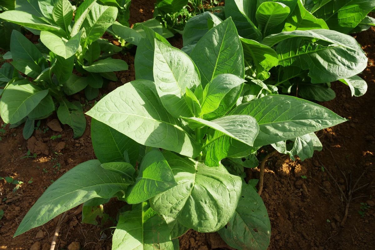 キューバ西部のビニャーレスでは、タバコ農園を見学！
田舎生活は素晴らしいと...