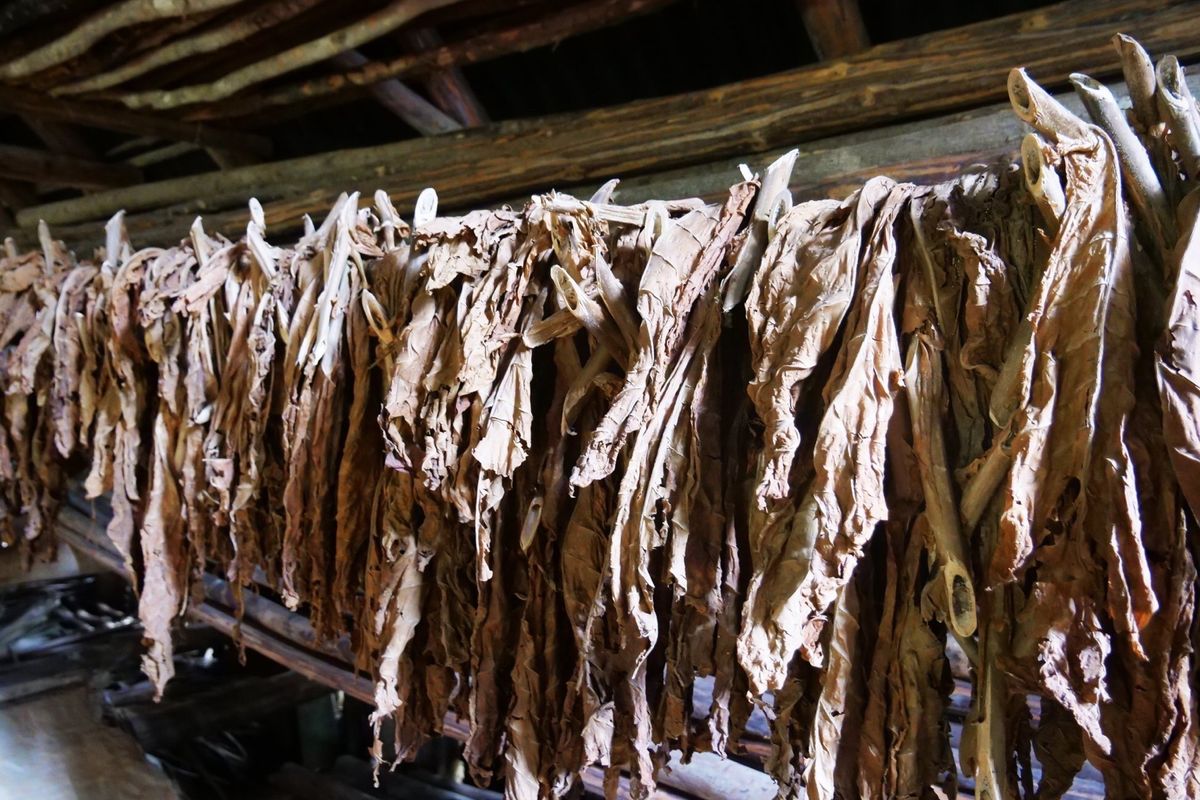 キューバ西部のビニャーレスでは、タバコ農園を見学！
田舎生活は素晴らしいと...