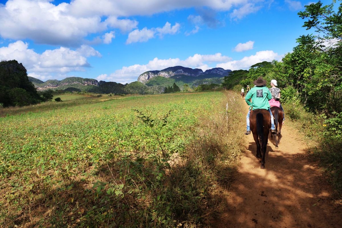 ビニャーレスでは馬に乗ってタバコ農園へ。
出発時間がいろいろあるので、朝に...