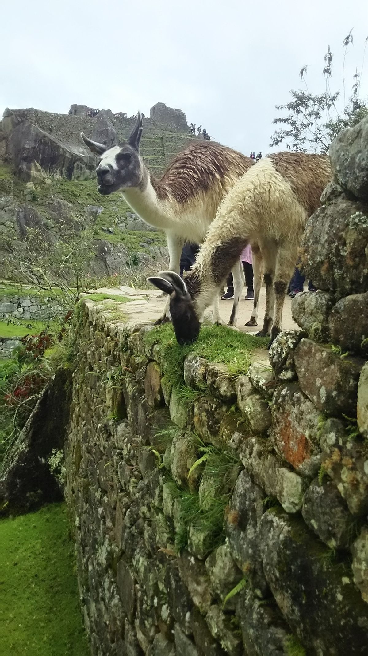 マチュピチュ登山⛰アルパカ🦙パカパカ