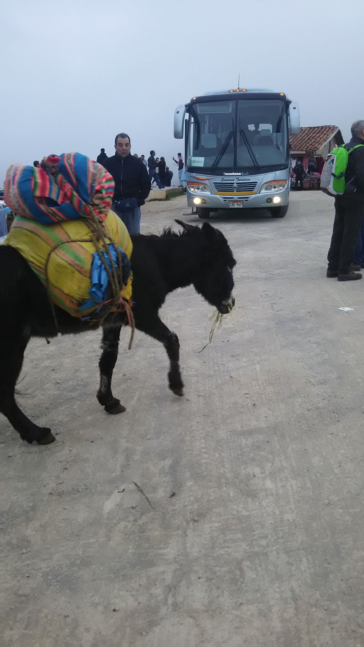 マチュピチュ登山⛰アルパカ🦙パカパカ