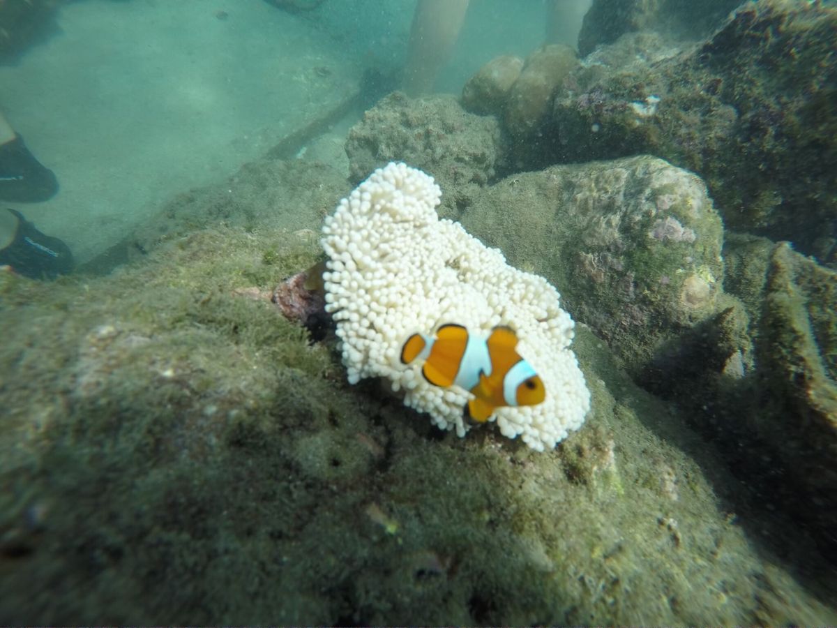 プール、マリンスポーツ、ケチャ。ケチャは絶対見るべき👀