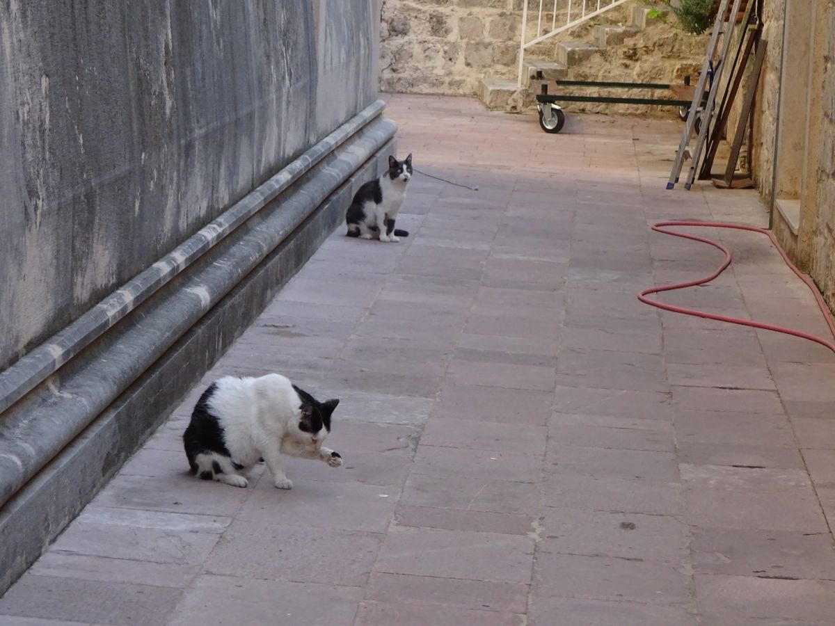 ゆっくりと道を歩くのも楽しい。
石畳、家の煉瓦が地中海沿いの雰囲気。
古い...