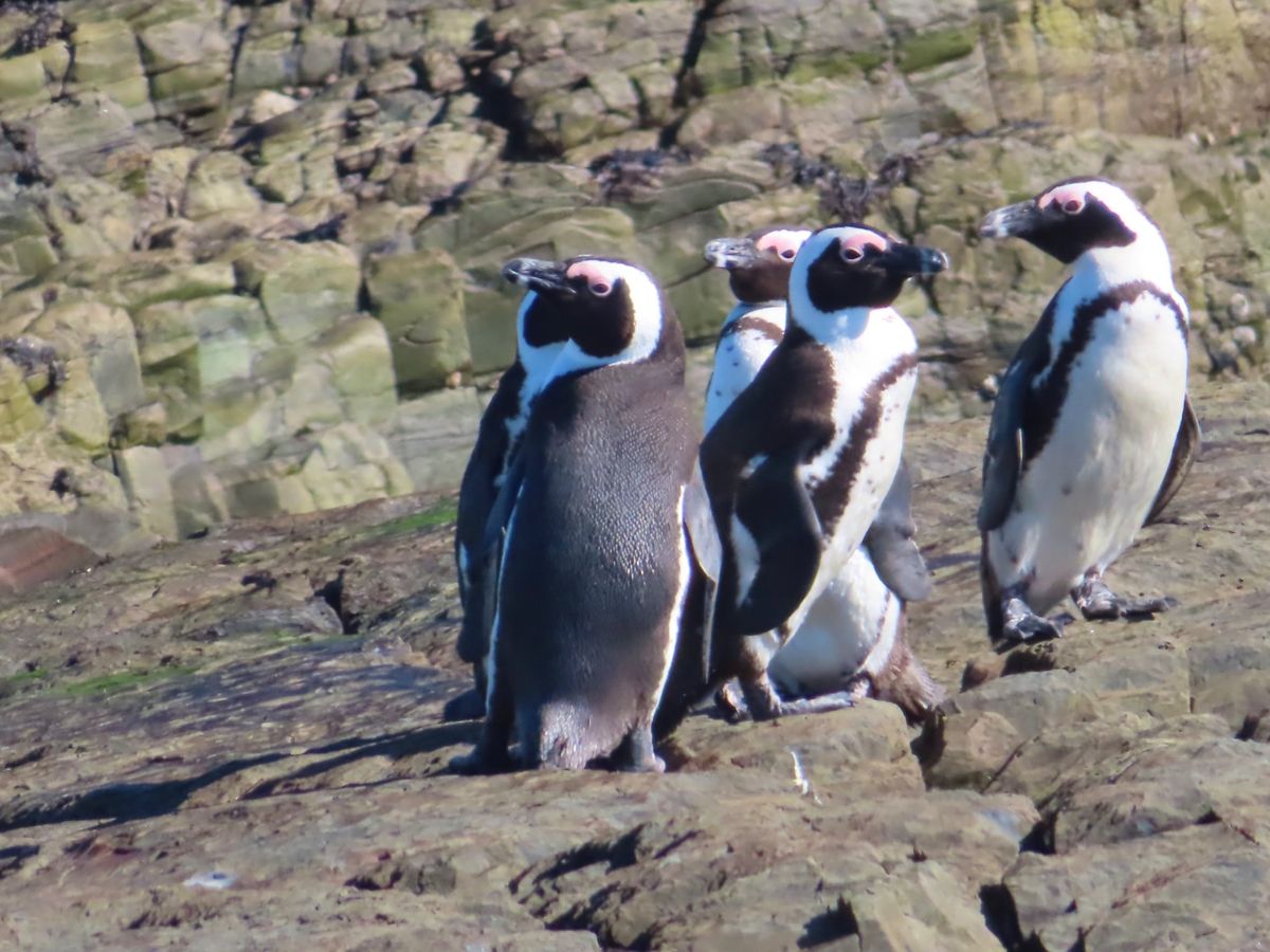 Moult count
かなり離れた距離から双眼鏡でペンギンを探して個体別...