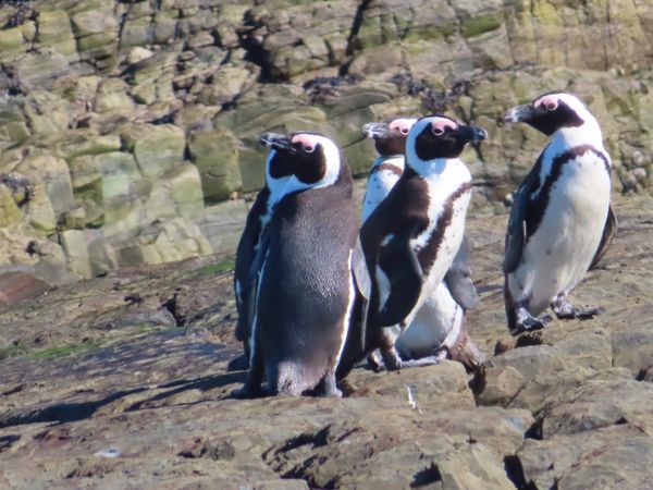 南アフリカ・ケープタウン「ペンギン調査に参加！」の写真：Moult count
かなり離れた距離...