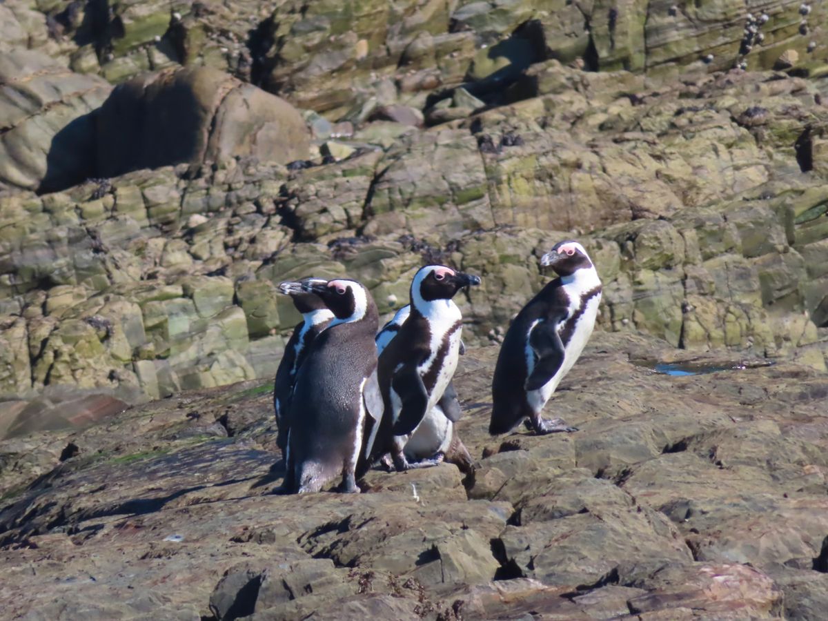 Moult count
かなり離れた距離から双眼鏡でペンギンを探して個体別...