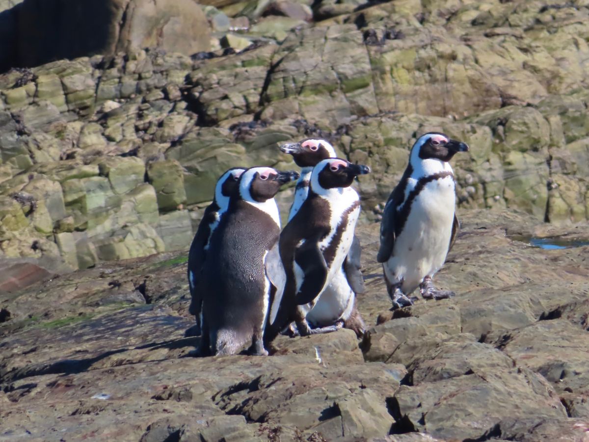 Moult count
かなり離れた距離から双眼鏡でペンギンを探して個体別...
