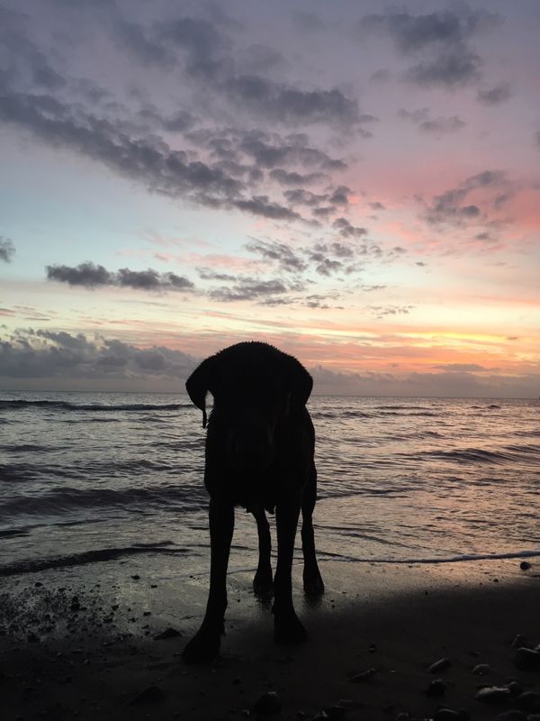 バヌアツ「バヌアツ、ニューカレドニア」の写真：毎朝夕遊んでいくれた犬、猫