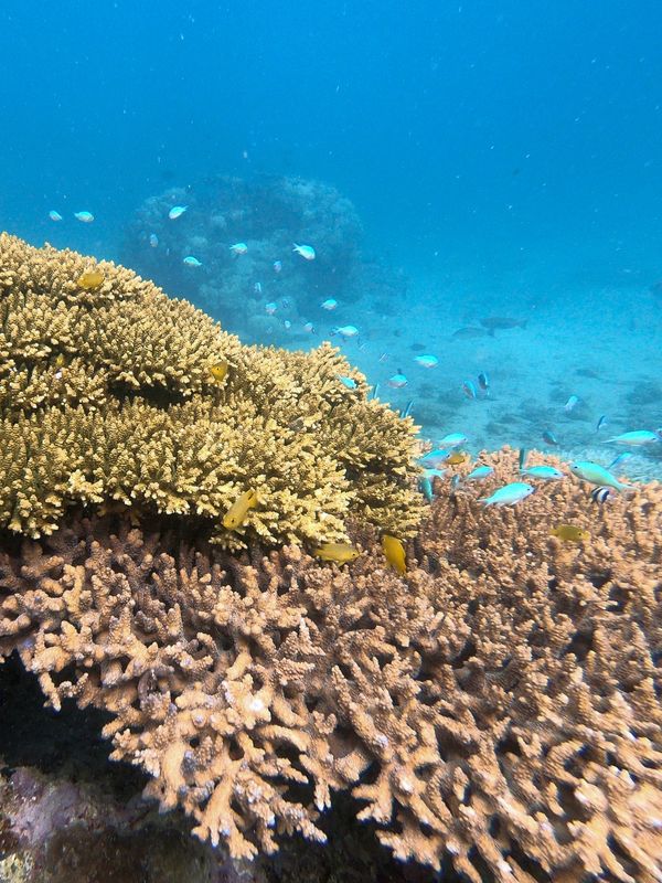 ニューカレドニア・ヌメア「201910 🇳🇨New Caledonia」の写真