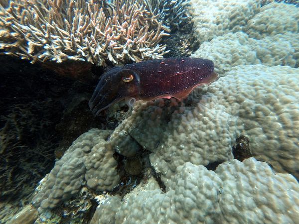 ニューカレドニア・ヌメア「201910 🇳🇨New Caledonia」の写真