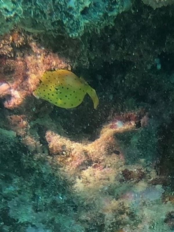 ニューカレドニア・ヌメア「201910 🇳🇨New Caledonia」の写真