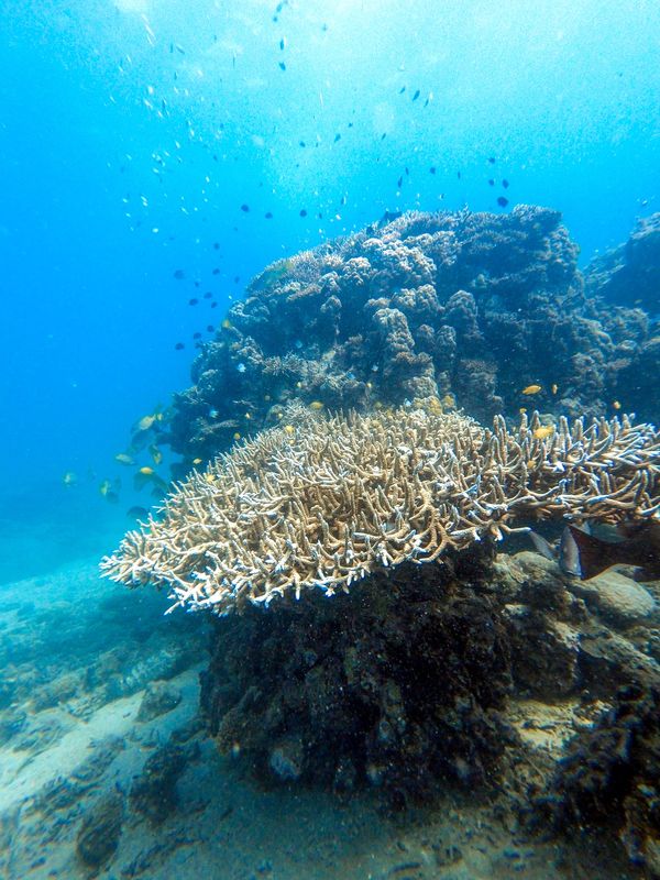 ニューカレドニア・ヌメア「201910 🇳🇨New Caledonia」の写真