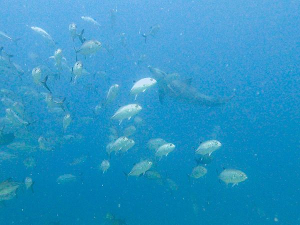 ニューカレドニア・ヌメア「201910 🇳🇨New Caledonia」の写真