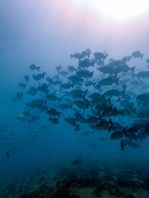 ニューカレドニア・ヌメア「201910 🇳🇨New Caledonia」の写真