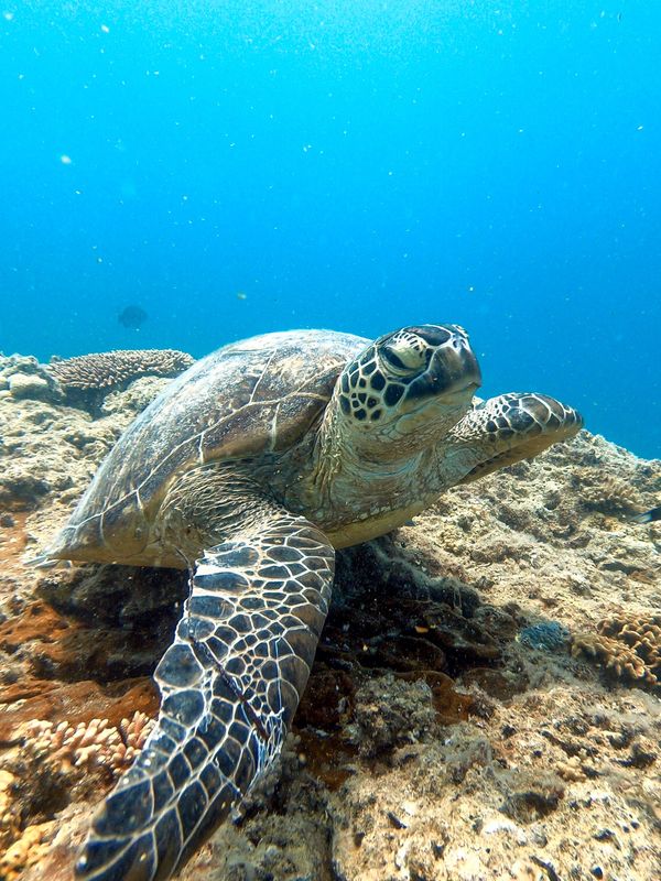 ニューカレドニア・ヌメア「201910 🇳🇨New Caledonia」の写真