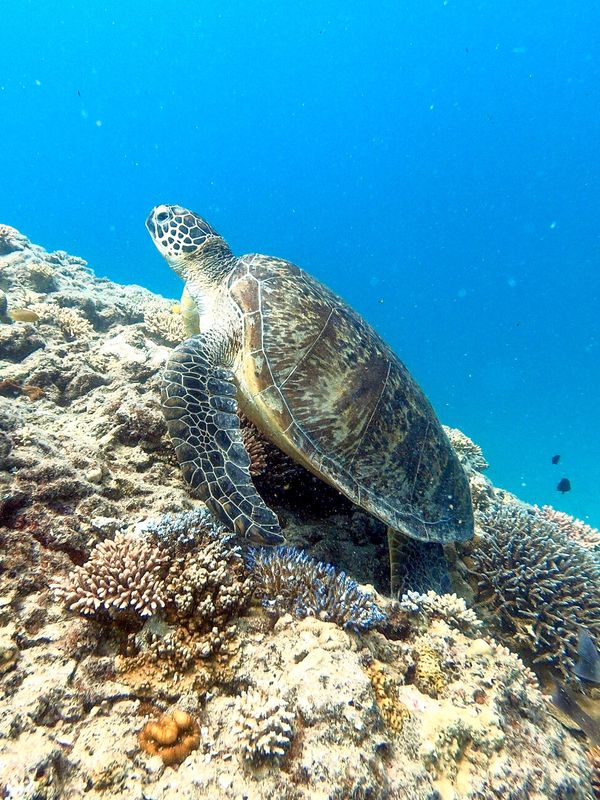 ニューカレドニア・ヌメア「201910 🇳🇨New Caledonia」の写真