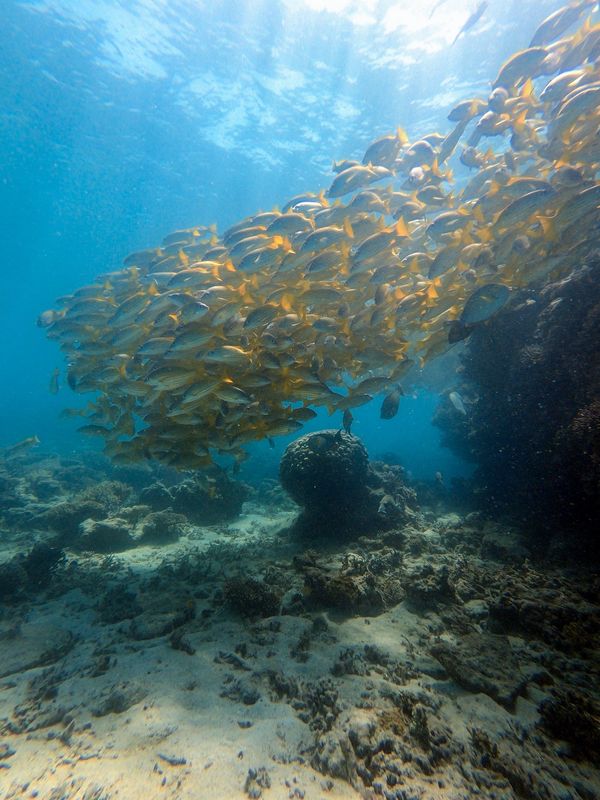 ニューカレドニア・ヌメア「201910 🇳🇨New Caledonia」の写真