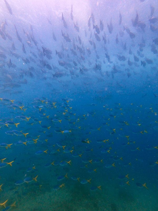 ニューカレドニア・ヌメア「201910 🇳🇨New Caledonia」の写真