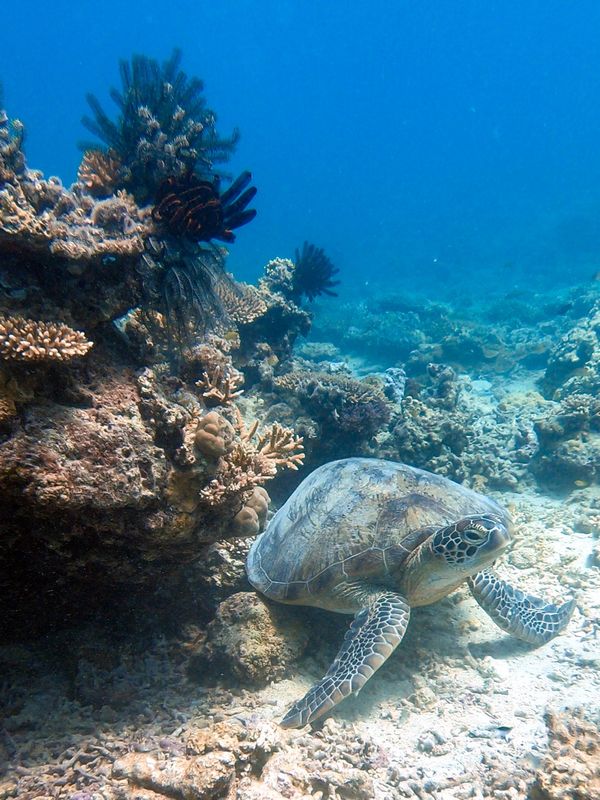 ニューカレドニア・ヌメア「201910 🇳🇨New Caledonia」の写真