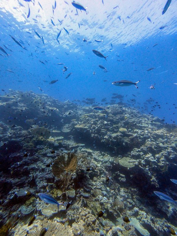 ニューカレドニア・ヌメア「201910 🇳🇨New Caledonia」の写真