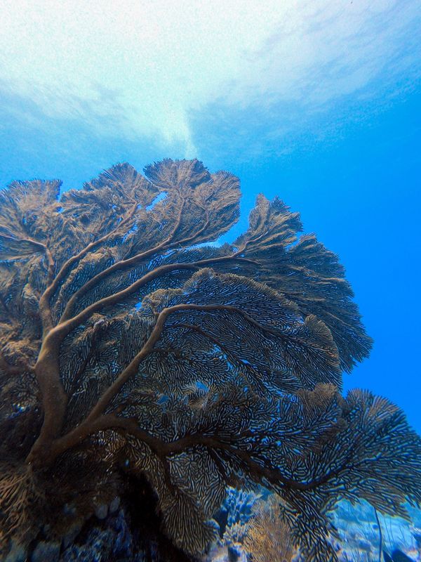 ニューカレドニア・ヌメア「201910 🇳🇨New Caledonia」の写真