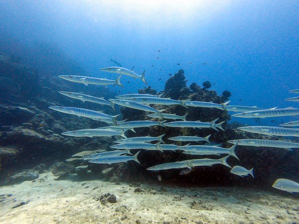 ニューカレドニア・ヌメア「201910 🇳🇨New Caledonia」の写真