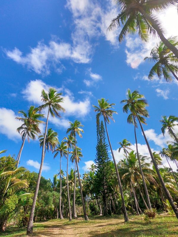 ニューカレドニア・ヌメア「201910 🇳🇨New Caledonia」の写真